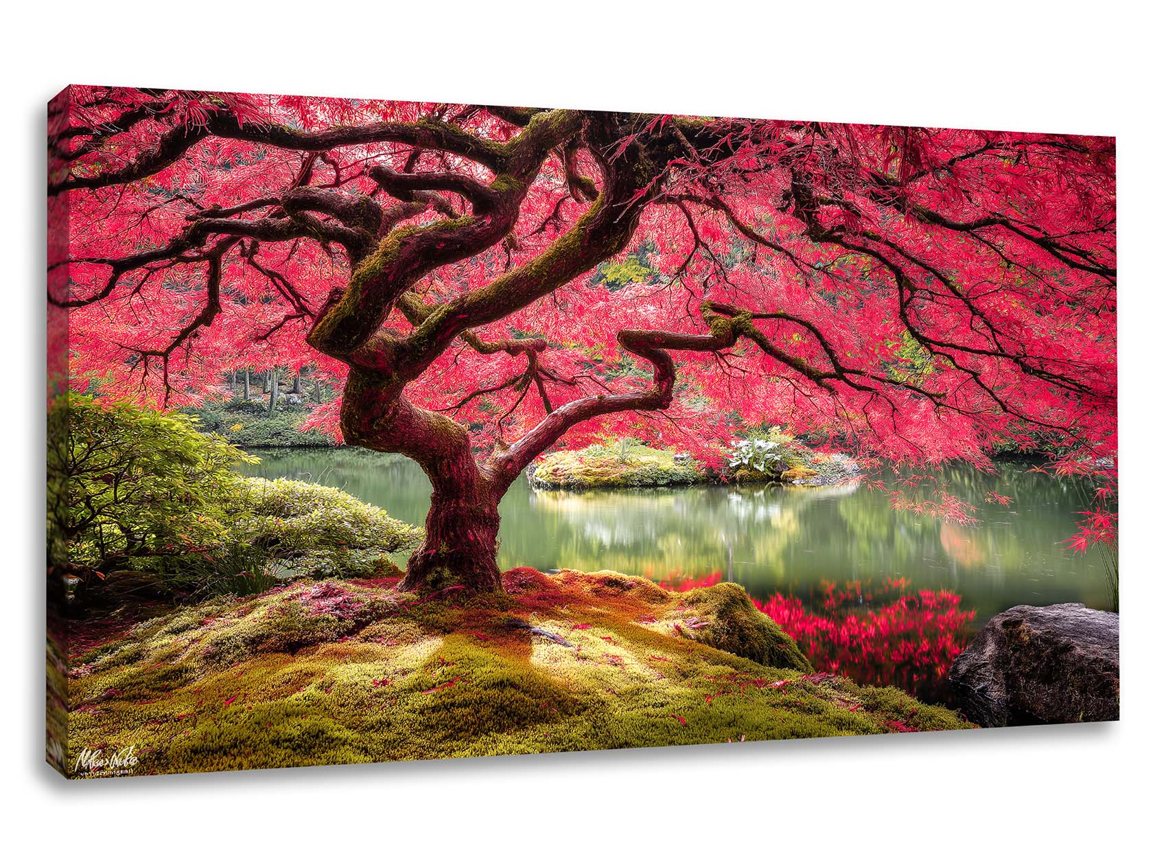 Tablou canvas premium cu arțar japonez purpuriu și reflexie în apă - Decoralin